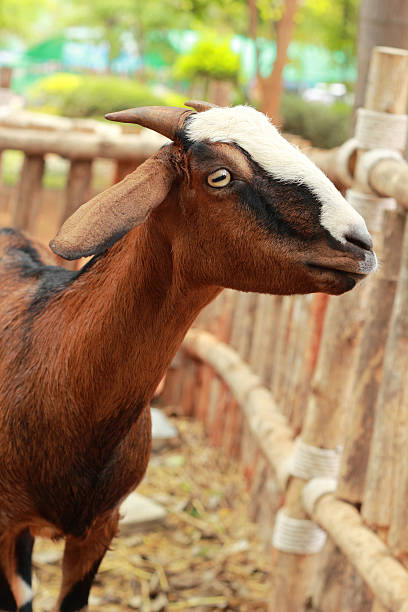 istock Close-up goat in the nature 512277343