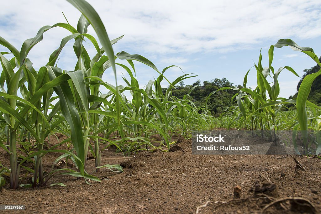 Campo de plantas de milho jovem - Foto de stock de Agricultura royalty-free
