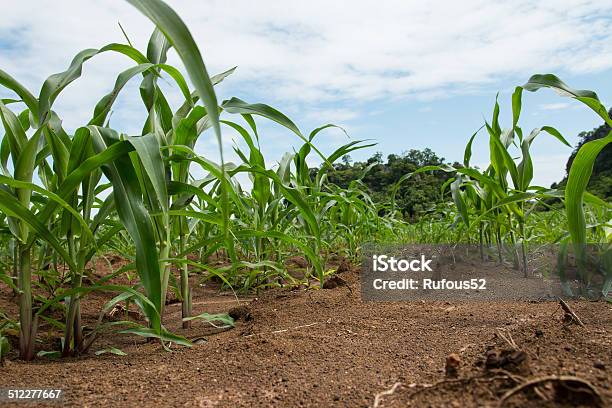 Foto de Campo De Plantas De Milho Jovem e mais fotos de stock de Agricultura - Agricultura, Botânica - Assunto, Cena Não-urbana