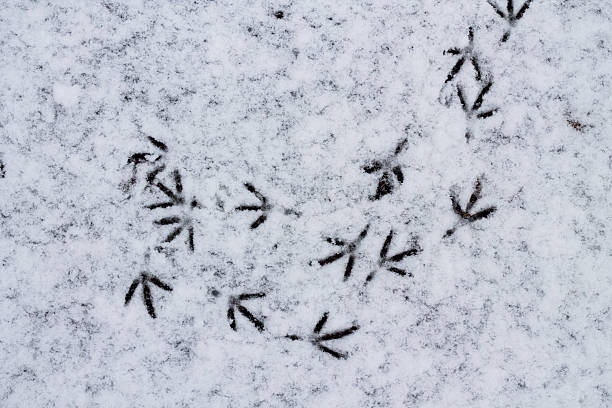 istock Bird Tracks in the Snow. 512277890