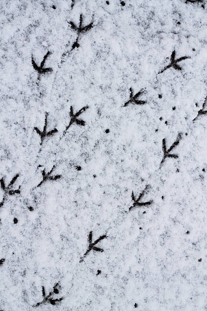 istock Bird Tracks in the Snow. 512278210