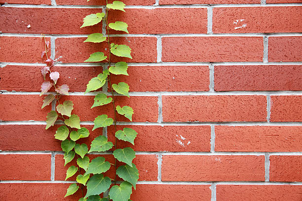 istock Creeping Ivy on Alley Wall 512278455