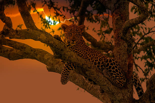 Leopard resting - looking at camera Leopard resting after eating on tree maasai mara national reserve photos stock pictures, royalty-free photos & images