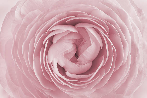 Closeup of ranunculus for background, beautiful spring flower, vintage floral pattern, macro