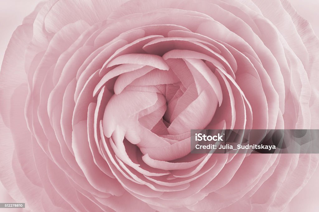 Perto de um Ranúnculo, primavera flor, vintage floral padrão, macro - Foto de stock de Primeiro plano royalty-free