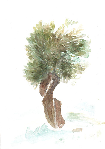 Olive tree drawn by watercolor. Watercolour painting of Italian trees