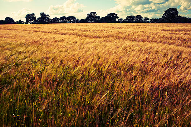 istock Farmland landscape in the evening 512282246