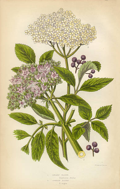 Elderberry, Elder, Berry, Victorian Botanical Illustration Very Rare, Beautifully Illustrated Antique Engraved Elderberry, Elder, Berry, Black Elder, European Elder, European Elderberry, Victorian Botanical Illustration, from The Flowering Plants and Ferns of Great Britain, Published in 1846. Copyright has expired on this artwork. Digitally restored. sambucus nigra stock illustrations