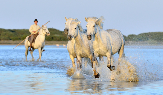 Parc Regional de Camargue, Provence, France - May 9, 2015: Herd of White Camargue Horses running on the water with a rider