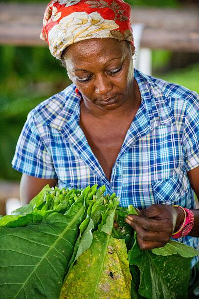 The woman and tobacco leaves Vinales, Cuba - February 17, 2015: The woman touching tobacco leaves for production of the Cuban cigars smoking women luxury cigar stock pictures, royalty-free photos & images