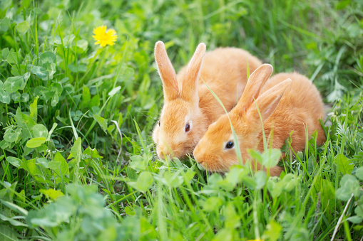 Multi colored rabbit is sitting on the grass in forest.