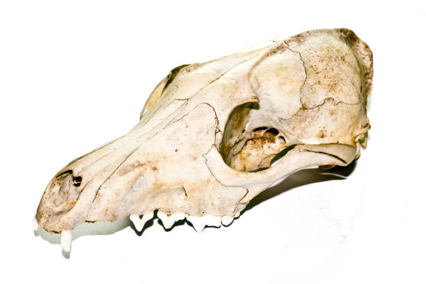 Fox Roting Skull 210+ Fox Skull Pictures Stock Photos, Pictures & Royalty-Free Images ...