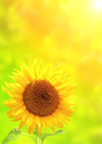 istock Bright yellow sunflower on green background 512286494
