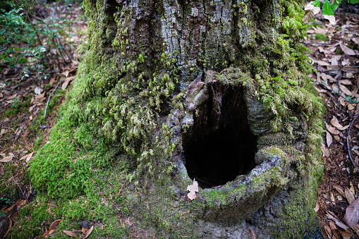 A tanbark-oak tree with a deep hollow and covered in moss, in the temperate rainforest of Big Basin State Park in the Santa Cruz Mountains of California.