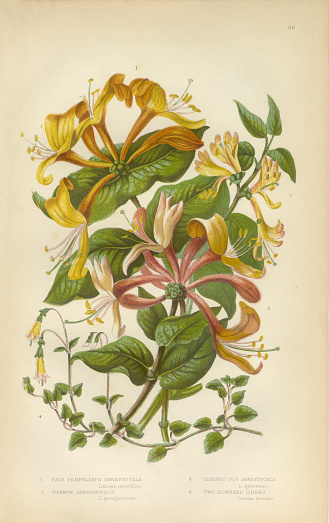 Very Rare, Beautifully Illustrated Antique Engraved Honeysuckle, Honeysuckle Vine, Lonicera, Victorian Botanical Illustration, from The Flowering Plants and Ferns of Great Britain, Published in 1846. Copyright has expired on this artwork. Digitally restored.