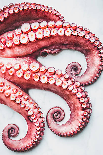 krake - octopus tentacle isolated white stock-fotos und bilder