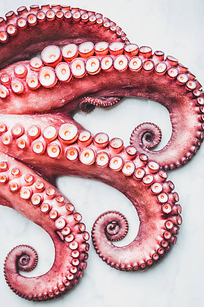 Octopus Tentacles of an octopus on white background. octopus stock pictures, royalty-free photos & images