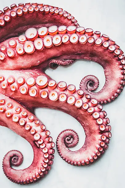 Tentacles of an octopus on white background.