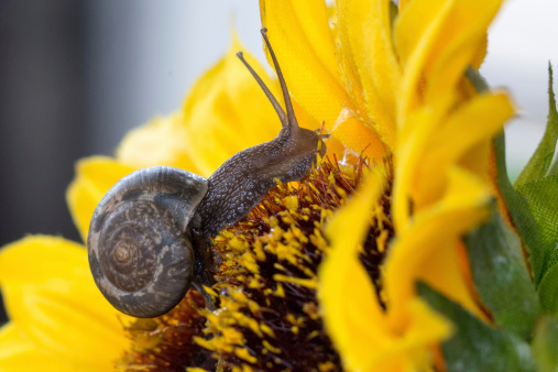 garden snails on the flowers