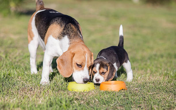 istock Beagle mother with puppy 512288735