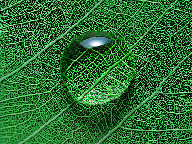 2.5:1 macro photography of a single water drop on green leaf.