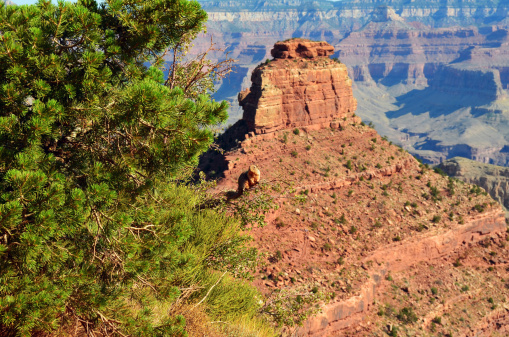 Squirrel in a tree on the upper portion of the South Kaibab Trail leading to the bottom of Grand Canyon National Park, Arizona, Southwestern USA. The prominent rock formation is O'Neill Butte.