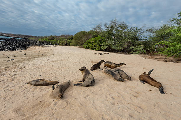 istock sea lions on Mann beach San Cristobal, Galapagos Islands 512289190
