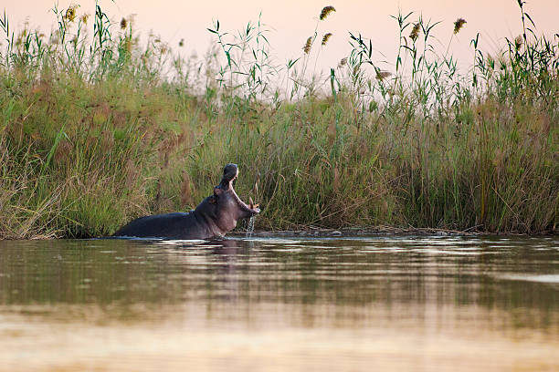 ippopotamo sbadiglio in un fiume - riserva di savuti foto e immagini stock