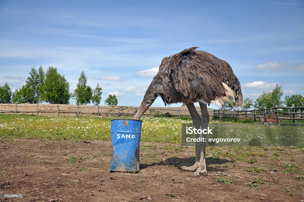 African ostrich hiding its head in the sand The comic image of the ostrich that hiding its head Ostrich Stock Photo