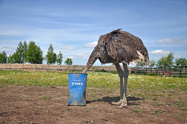 African ostrich hiding its head in the sand The comic image of the ostrich that hiding its head ostrich stock pictures, royalty-free photos & images