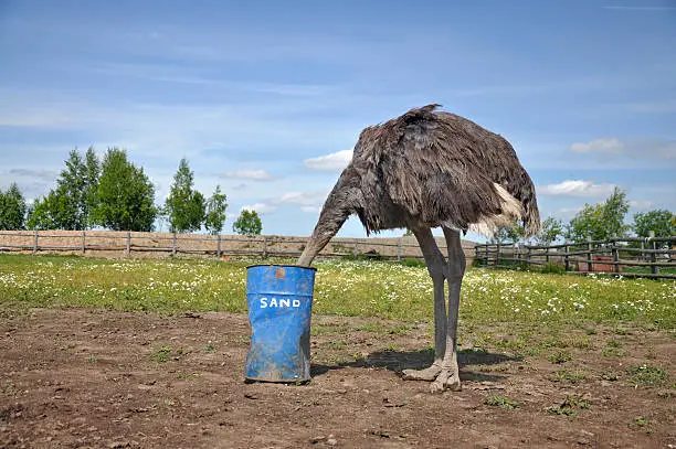 Photo of African ostrich hiding its head in the sand