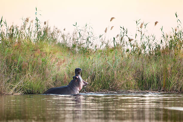 hippo bâillement dans la rivière - animal hippopotamus africa yawning photos et images de collection
