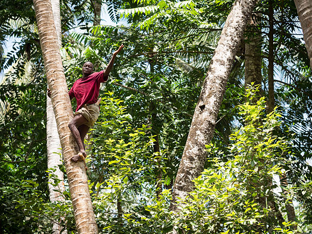 20+ Fotos, Bilder und lizenzfreie Bilder zu Show Zanzibar iStock