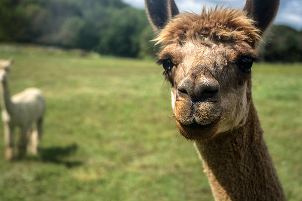 istock Alpaca Llama Macro Headshot In Grazing Field 512290127