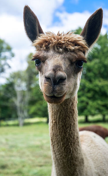 istock Llama Alpaca Macro Headshot Animal Portrait 512290131