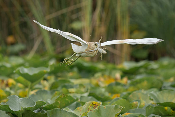 caccia di airone rana - frog catching fly water foto e immagini stock