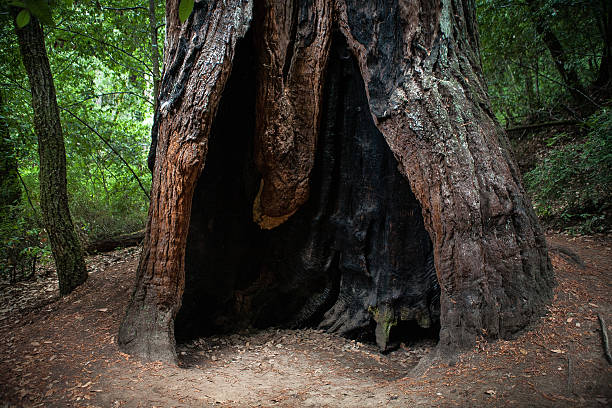 A mature coast redwood (Sequoia sempervirens) with a large burnt out hollow at the base, known as a \