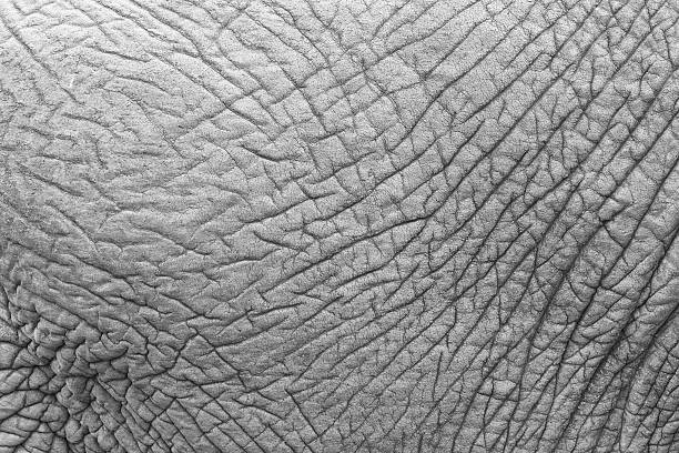 Elephant skin, Kruger National Park, South Africa stock photo