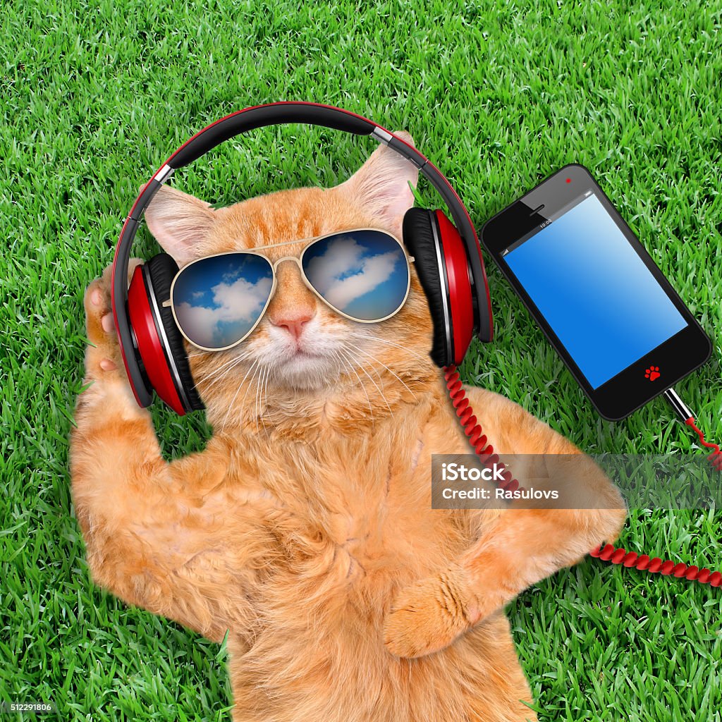 Cat headphones wearing sunglasses relaxing in the grass. Domestic Cat Stock Photo