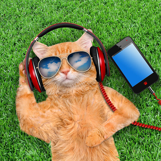 Cat headphones wearing sunglasses relaxing in the grass. stock photo