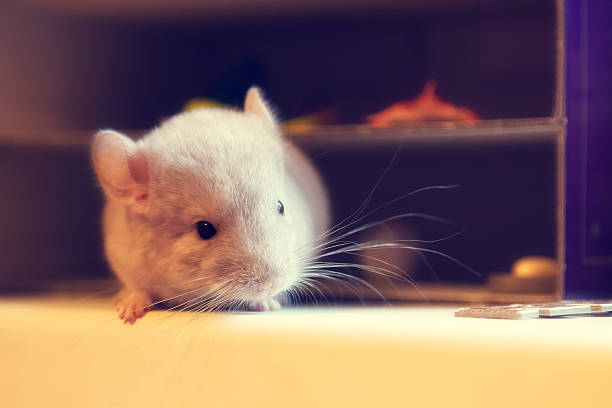 istock Baby chinchilla photographed close 512292236