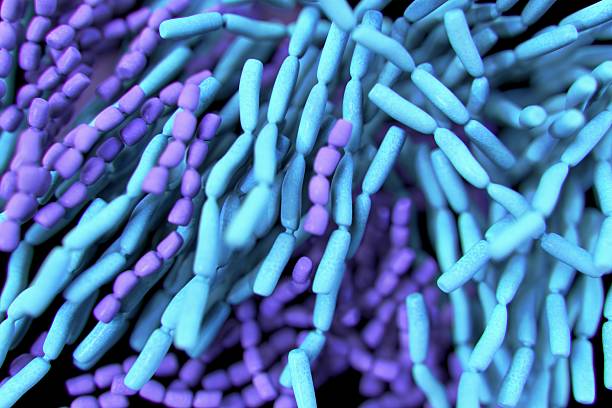 probiotische lactobacillis bakterien - milchsäure stock-fotos und bilder