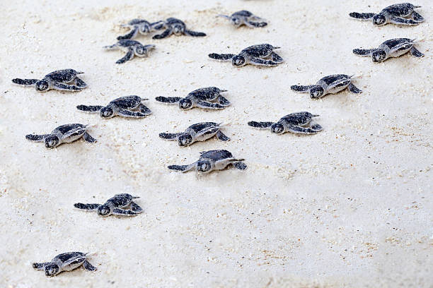 la tortuga - turtle young animal hatchling sea fotografías e imágenes de stock