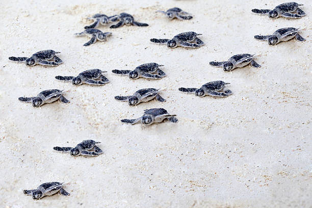 vada a caccia di tartarughe - turtle young animal beach sand foto e immagini stock