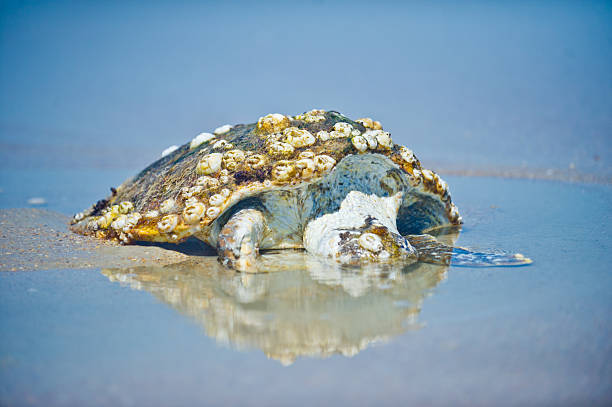Dead Sea Turtle on Beach stock photo