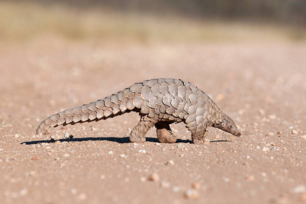 Pangolin hunting for ants. stock photo