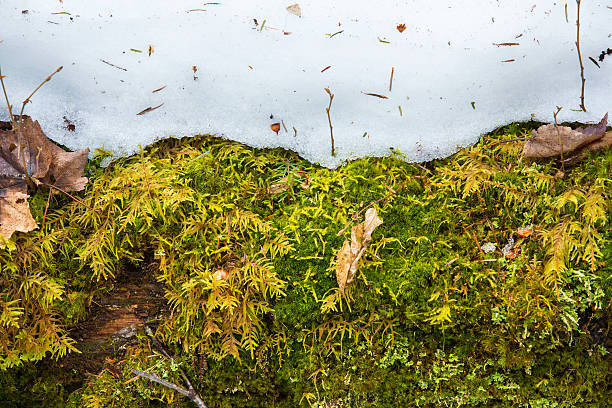 Yellow and green mosses emerging from under snow during a February thaw in the woods of Rangeley, Maine.