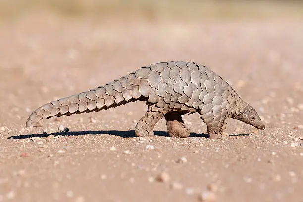 Photo of Pangolin hunting for ants.
