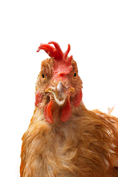 istock Domestic chicken isolated on white background. 512293125