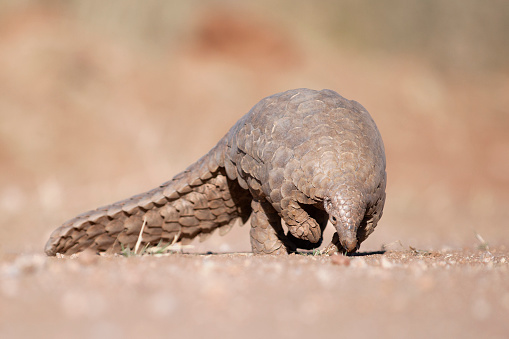 Pangolin hunting for ants.